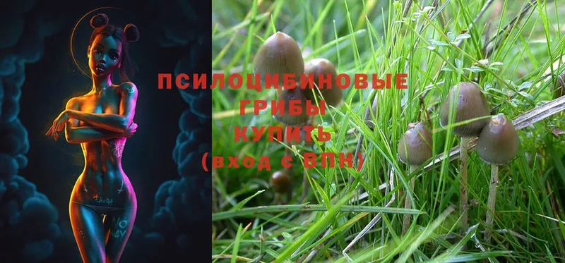 MEGA ссылки  купить закладку  Шадринск  Галлюциногенные грибы Psilocybe 